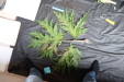Thumbnail IMG_1987.JPG 