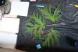 Thumbnail IMG_1988.JPG 