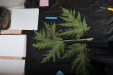 Thumbnail IMG_1989.JPG 