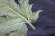 Thumbnail IMG_1991.JPG 