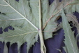 Thumbnail IMG_1992.JPG 