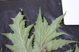 Thumbnail IMG_1993.JPG 