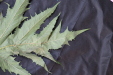 Thumbnail IMG_1994.JPG 