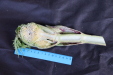 Thumbnail IMG_1995.JPG 