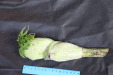Thumbnail IMG_1996.JPG 