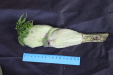 Thumbnail IMG_1997.JPG 