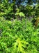Thumbnail IMG20220705121804.jpg 