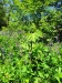 Thumbnail IMG20220705121814.jpg 