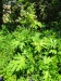 Thumbnail IMG20220705121835.jpg 