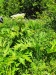 Thumbnail IMG20220705121917.jpg 
