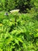 Thumbnail IMG20220705121919.jpg 