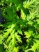 Thumbnail IMG20220705122545.jpg 