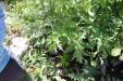 Thumbnail IMG_1788.JPG 