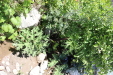 Thumbnail IMG_1790.JPG 