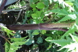 Thumbnail IMG_1791.JPG 