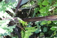 Thumbnail IMG_1792.JPG 