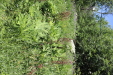 Thumbnail IMG_1795.JPG 