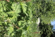 Thumbnail IMG_1796.JPG 