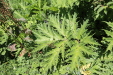 Thumbnail IMG_1797.JPG 