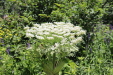 Thumbnail IMG_1798.JPG 