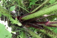 Thumbnail IMG_1799.JPG 
