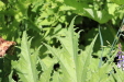 Thumbnail IMG_1800.JPG 