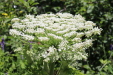 Thumbnail IMG_1801.JPG 