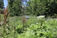 Thumbnail IMG_1802.JPG 