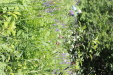 Thumbnail IMG_1804.JPG 