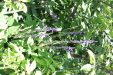 Thumbnail IMG_1805.JPG 