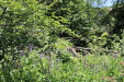Thumbnail IMG_1806.JPG 