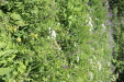 Thumbnail IMG_1809.JPG 