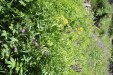 Thumbnail IMG_1810.JPG 