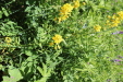 Thumbnail IMG_1812.JPG 