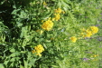 Thumbnail IMG_1813.JPG 