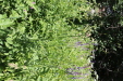 Thumbnail IMG_1815.JPG 