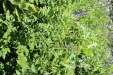 Thumbnail IMG_1816.JPG 