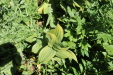 Thumbnail IMG_1817.JPG 