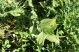 Thumbnail IMG_1818.JPG 