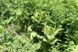 Thumbnail IMG_1819.JPG 