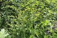 Thumbnail IMG_1820.JPG 