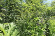 Thumbnail IMG_1821.JPG 