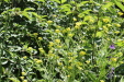 Thumbnail IMG_1822.JPG 