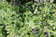 Thumbnail IMG_1823.JPG 