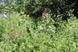 Thumbnail IMG_1824.JPG 