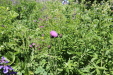Thumbnail IMG_1825.JPG 