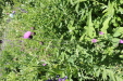 Thumbnail IMG_1826.JPG 