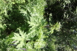 Thumbnail IMG_1829.JPG 