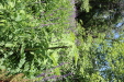 Thumbnail IMG_1830.JPG 