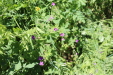 Thumbnail IMG_1831.JPG 